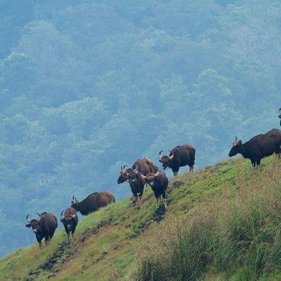 Periyar Wildlife Sanctuary