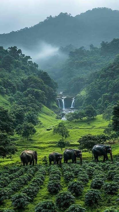 Thekkady